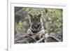 Indian Tiger, (Bengal Tiger) (Panthera Tigris Tigris), Bandhavgarh National Park-Thorsten Milse-Framed Photographic Print