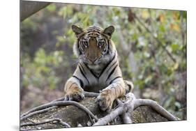 Indian Tiger, (Bengal Tiger) (Panthera Tigris Tigris), Bandhavgarh National Park-Thorsten Milse-Mounted Photographic Print