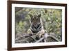 Indian Tiger, (Bengal Tiger) (Panthera Tigris Tigris), Bandhavgarh National Park-Thorsten Milse-Framed Photographic Print