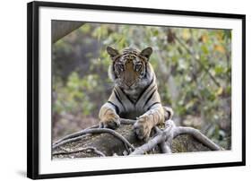 Indian Tiger, (Bengal Tiger) (Panthera Tigris Tigris), Bandhavgarh National Park-Thorsten Milse-Framed Photographic Print