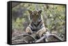 Indian Tiger, (Bengal Tiger) (Panthera Tigris Tigris), Bandhavgarh National Park-Thorsten Milse-Framed Stretched Canvas