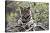 Indian Tiger, (Bengal Tiger) (Panthera Tigris Tigris), Bandhavgarh National Park-Thorsten Milse-Stretched Canvas