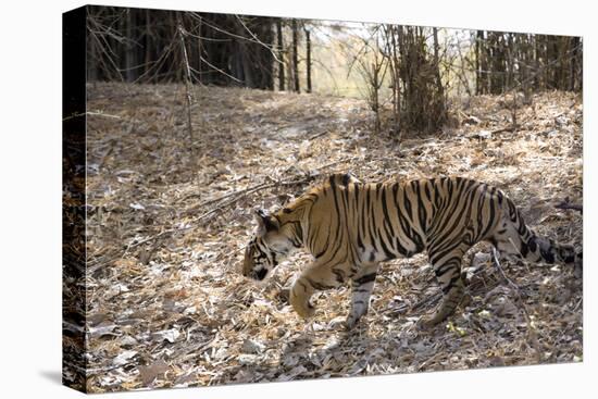 Indian Tiger, (Bengal Tiger) (Panthera Tigris Tigris), Bandhavgarh National Park-Thorsten Milse-Stretched Canvas