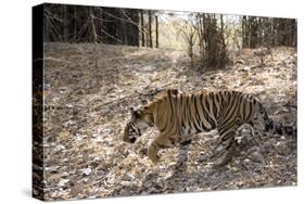 Indian Tiger, (Bengal Tiger) (Panthera Tigris Tigris), Bandhavgarh National Park-Thorsten Milse-Stretched Canvas