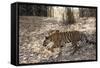 Indian Tiger, (Bengal Tiger) (Panthera Tigris Tigris), Bandhavgarh National Park-Thorsten Milse-Framed Stretched Canvas