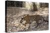 Indian Tiger, (Bengal Tiger) (Panthera Tigris Tigris), Bandhavgarh National Park-Thorsten Milse-Stretched Canvas