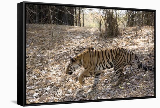 Indian Tiger, (Bengal Tiger) (Panthera Tigris Tigris), Bandhavgarh National Park-Thorsten Milse-Framed Stretched Canvas