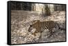 Indian Tiger, (Bengal Tiger) (Panthera Tigris Tigris), Bandhavgarh National Park-Thorsten Milse-Framed Stretched Canvas