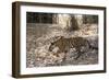 Indian Tiger, (Bengal Tiger) (Panthera Tigris Tigris), Bandhavgarh National Park-Thorsten Milse-Framed Photographic Print