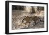 Indian Tiger, (Bengal Tiger) (Panthera Tigris Tigris), Bandhavgarh National Park-Thorsten Milse-Framed Photographic Print