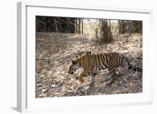 Indian Tiger, (Bengal Tiger) (Panthera Tigris Tigris), Bandhavgarh National Park-Thorsten Milse-Framed Photographic Print