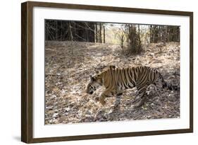 Indian Tiger, (Bengal Tiger) (Panthera Tigris Tigris), Bandhavgarh National Park-Thorsten Milse-Framed Photographic Print