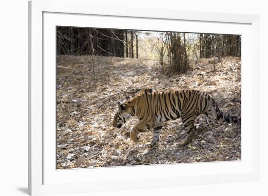 Indian Tiger, (Bengal Tiger) (Panthera Tigris Tigris), Bandhavgarh National Park-Thorsten Milse-Framed Photographic Print