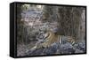 Indian Tiger, (Bengal Tiger) (Panthera Tigris Tigris), Bandhavgarh National Park-Thorsten Milse-Framed Stretched Canvas