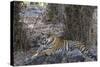 Indian Tiger, (Bengal Tiger) (Panthera Tigris Tigris), Bandhavgarh National Park-Thorsten Milse-Stretched Canvas