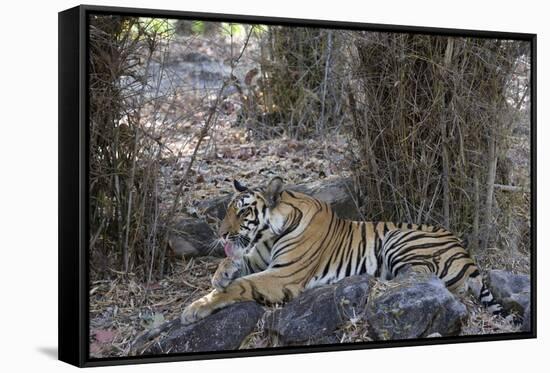 Indian Tiger, (Bengal Tiger) (Panthera Tigris Tigris), Bandhavgarh National Park-Thorsten Milse-Framed Stretched Canvas