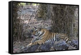 Indian Tiger, (Bengal Tiger) (Panthera Tigris Tigris), Bandhavgarh National Park-Thorsten Milse-Framed Stretched Canvas