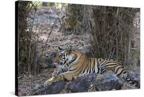 Indian Tiger, (Bengal Tiger) (Panthera Tigris Tigris), Bandhavgarh National Park-Thorsten Milse-Stretched Canvas