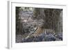 Indian Tiger, (Bengal Tiger) (Panthera Tigris Tigris), Bandhavgarh National Park-Thorsten Milse-Framed Photographic Print