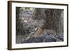 Indian Tiger, (Bengal Tiger) (Panthera Tigris Tigris), Bandhavgarh National Park-Thorsten Milse-Framed Photographic Print