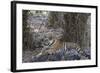 Indian Tiger, (Bengal Tiger) (Panthera Tigris Tigris), Bandhavgarh National Park-Thorsten Milse-Framed Photographic Print