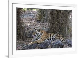 Indian Tiger, (Bengal Tiger) (Panthera Tigris Tigris), Bandhavgarh National Park-Thorsten Milse-Framed Photographic Print