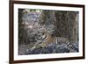 Indian Tiger, (Bengal Tiger) (Panthera Tigris Tigris), Bandhavgarh National Park-Thorsten Milse-Framed Photographic Print