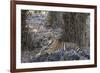 Indian Tiger, (Bengal Tiger) (Panthera Tigris Tigris), Bandhavgarh National Park-Thorsten Milse-Framed Photographic Print