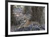 Indian Tiger, (Bengal Tiger) (Panthera Tigris Tigris), Bandhavgarh National Park-Thorsten Milse-Framed Photographic Print