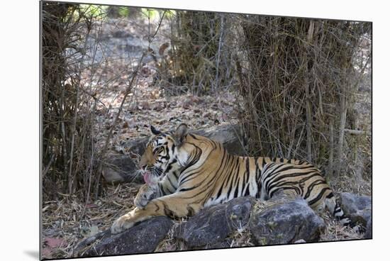 Indian Tiger, (Bengal Tiger) (Panthera Tigris Tigris), Bandhavgarh National Park-Thorsten Milse-Mounted Photographic Print