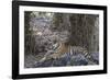 Indian Tiger, (Bengal Tiger) (Panthera Tigris Tigris), Bandhavgarh National Park-Thorsten Milse-Framed Photographic Print