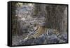 Indian Tiger, (Bengal Tiger) (Panthera Tigris Tigris), Bandhavgarh National Park-Thorsten Milse-Framed Stretched Canvas