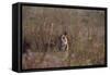 Indian Tiger, (Bengal Tiger) (Panthera Tigris Tigris), Bandhavgarh National Park-Thorsten Milse-Framed Stretched Canvas