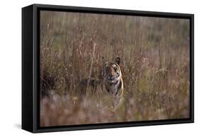 Indian Tiger, (Bengal Tiger) (Panthera Tigris Tigris), Bandhavgarh National Park-Thorsten Milse-Framed Stretched Canvas