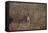 Indian Tiger, (Bengal Tiger) (Panthera Tigris Tigris), Bandhavgarh National Park-Thorsten Milse-Framed Stretched Canvas