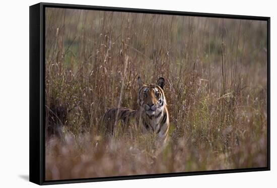 Indian Tiger, (Bengal Tiger) (Panthera Tigris Tigris), Bandhavgarh National Park-Thorsten Milse-Framed Stretched Canvas