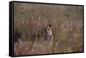 Indian Tiger, (Bengal Tiger) (Panthera Tigris Tigris), Bandhavgarh National Park-Thorsten Milse-Framed Stretched Canvas