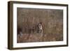 Indian Tiger, (Bengal Tiger) (Panthera Tigris Tigris), Bandhavgarh National Park-Thorsten Milse-Framed Photographic Print