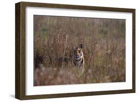 Indian Tiger, (Bengal Tiger) (Panthera Tigris Tigris), Bandhavgarh National Park-Thorsten Milse-Framed Photographic Print