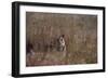 Indian Tiger, (Bengal Tiger) (Panthera Tigris Tigris), Bandhavgarh National Park-Thorsten Milse-Framed Photographic Print