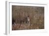 Indian Tiger, (Bengal Tiger) (Panthera Tigris Tigris), Bandhavgarh National Park-Thorsten Milse-Framed Photographic Print