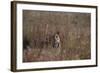 Indian Tiger, (Bengal Tiger) (Panthera Tigris Tigris), Bandhavgarh National Park-Thorsten Milse-Framed Photographic Print