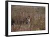 Indian Tiger, (Bengal Tiger) (Panthera Tigris Tigris), Bandhavgarh National Park-Thorsten Milse-Framed Photographic Print