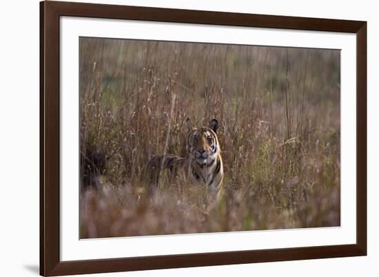 Indian Tiger, (Bengal Tiger) (Panthera Tigris Tigris), Bandhavgarh National Park-Thorsten Milse-Framed Photographic Print