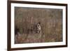 Indian Tiger, (Bengal Tiger) (Panthera Tigris Tigris), Bandhavgarh National Park-Thorsten Milse-Framed Photographic Print