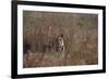 Indian Tiger, (Bengal Tiger) (Panthera Tigris Tigris), Bandhavgarh National Park-Thorsten Milse-Framed Photographic Print