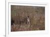 Indian Tiger, (Bengal Tiger) (Panthera Tigris Tigris), Bandhavgarh National Park-Thorsten Milse-Framed Photographic Print