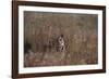 Indian Tiger, (Bengal Tiger) (Panthera Tigris Tigris), Bandhavgarh National Park-Thorsten Milse-Framed Photographic Print