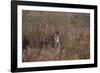 Indian Tiger, (Bengal Tiger) (Panthera Tigris Tigris), Bandhavgarh National Park-Thorsten Milse-Framed Photographic Print