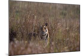 Indian Tiger, (Bengal Tiger) (Panthera Tigris Tigris), Bandhavgarh National Park-Thorsten Milse-Mounted Photographic Print